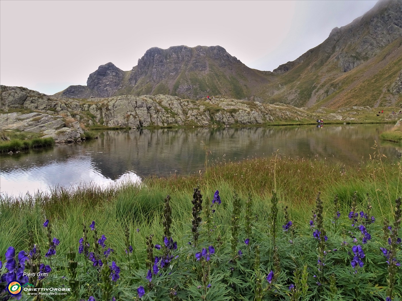 32 Aconitum napellus (Aconito napello) al Lago di Ponteranica superiore.JPG